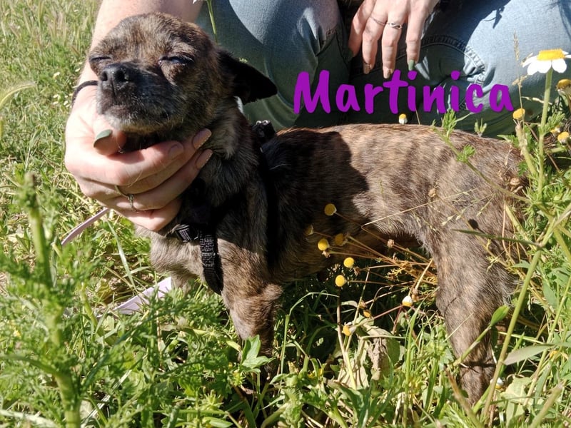 Martinica 03/2019 (ESP) - menschenbezogene, kleine Chihuahua Hündin!