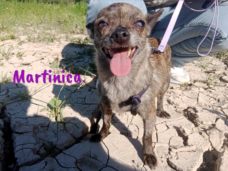 Martinica 03/2019 (ESP) - menschenbezogene, kleine Chihuahua Hündin!