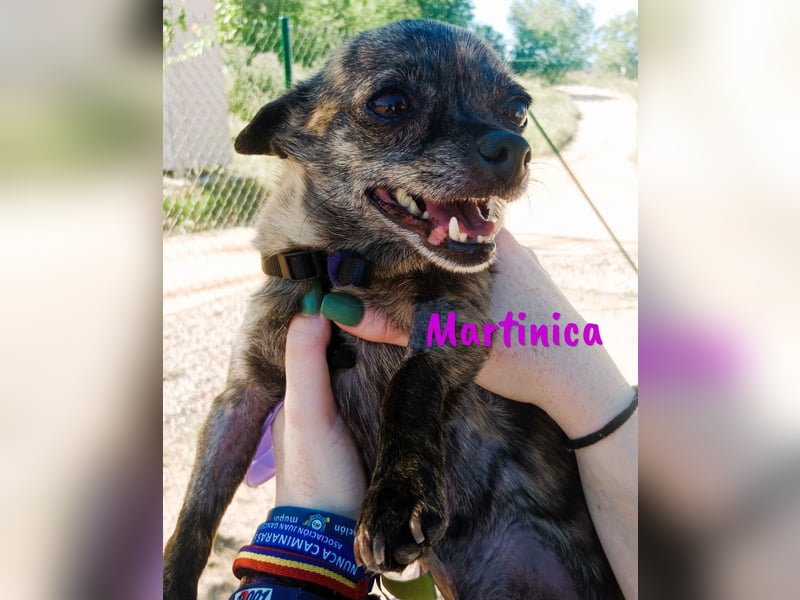 Martinica 03/2019 (ESP) - menschenbezogene, kleine Chihuahua Hündin!