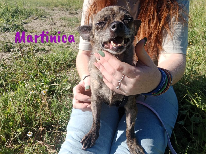 Martinica 03/2019 (ESP) - menschenbezogene, kleine Chihuahua Hündin!