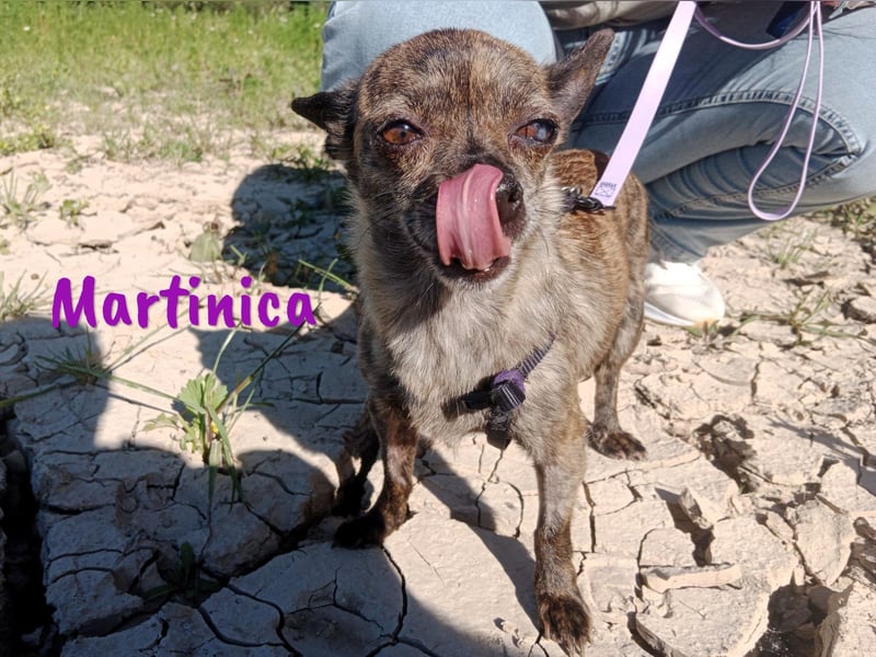 Martinica 03/2019 (ESP) - menschenbezogene, kleine Chihuahua Hündin!