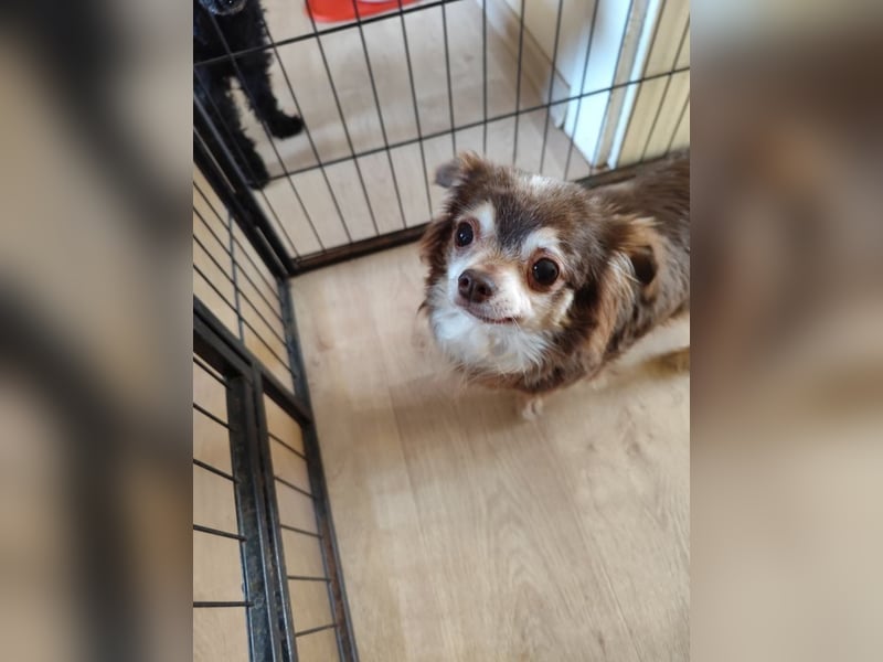 Lenja - Kleine Minimaus Lady sucht ihr Für-immer-Zuhause