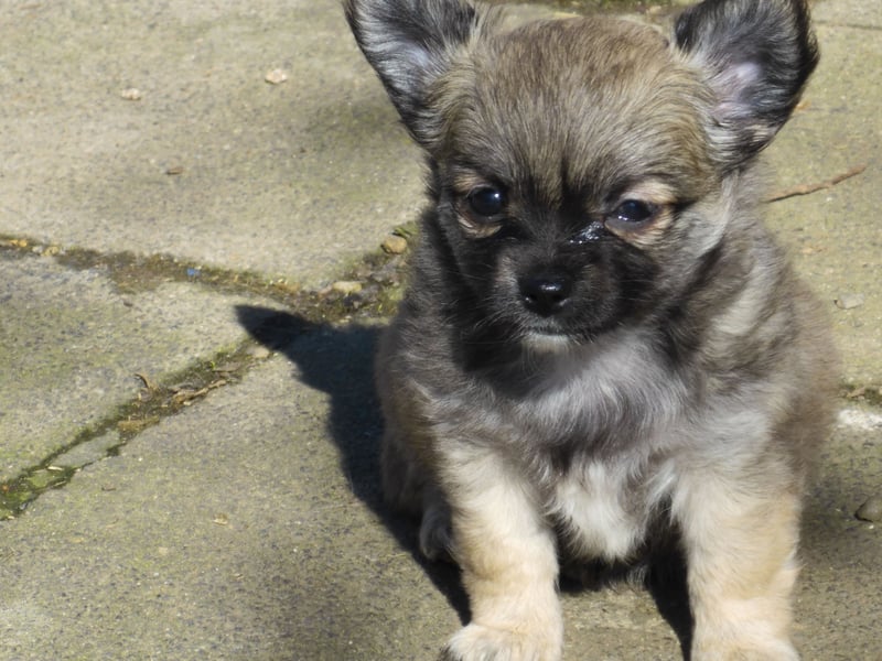 Kleines Mädchen im Wolfslook