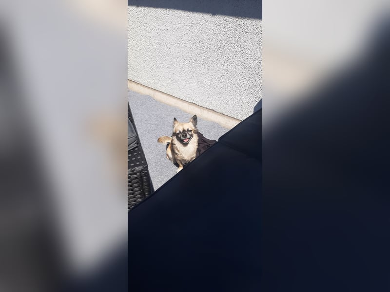 Kleine Chihuahuahündin sucht neues Zuhause