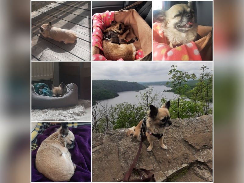 Kleine Chihuahuahündin sucht neues Zuhause