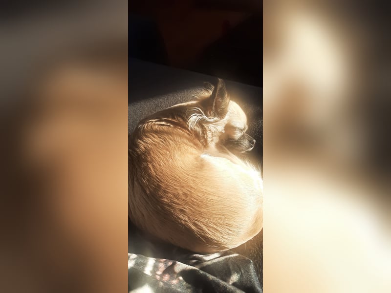 Kleine Chihuahuahündin sucht neues Zuhause