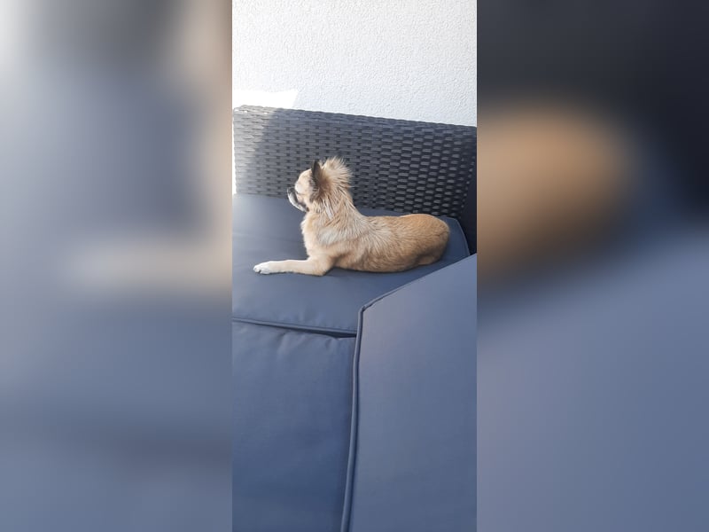 Kleine Chihuahuahündin sucht neues Zuhause