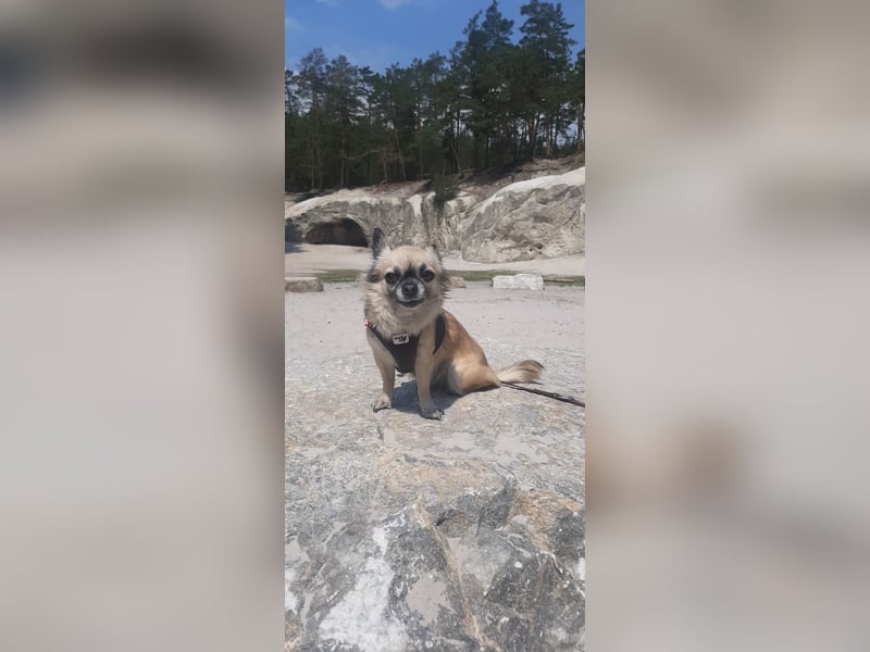 Kleine Chihuahuahündin sucht neues Zuhause