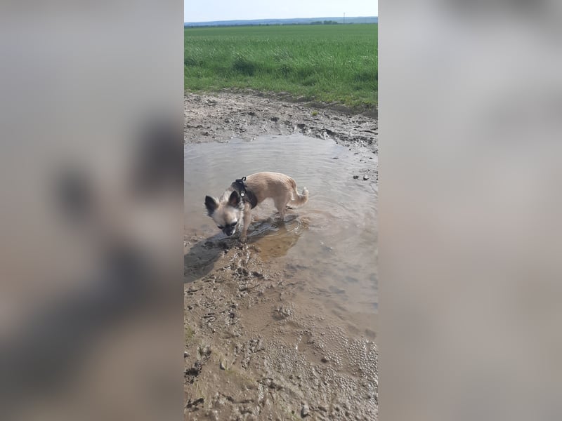 Kleine Chihuahuahündin sucht neues Zuhause