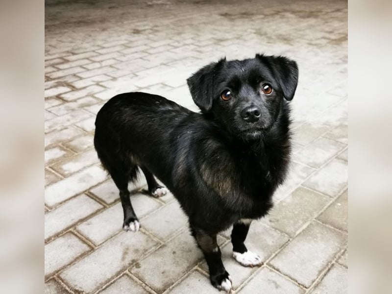 Bella, Chihuahua Mischling, geb. 2022, schüchterne Hündin sucht Menschen mit Geduld