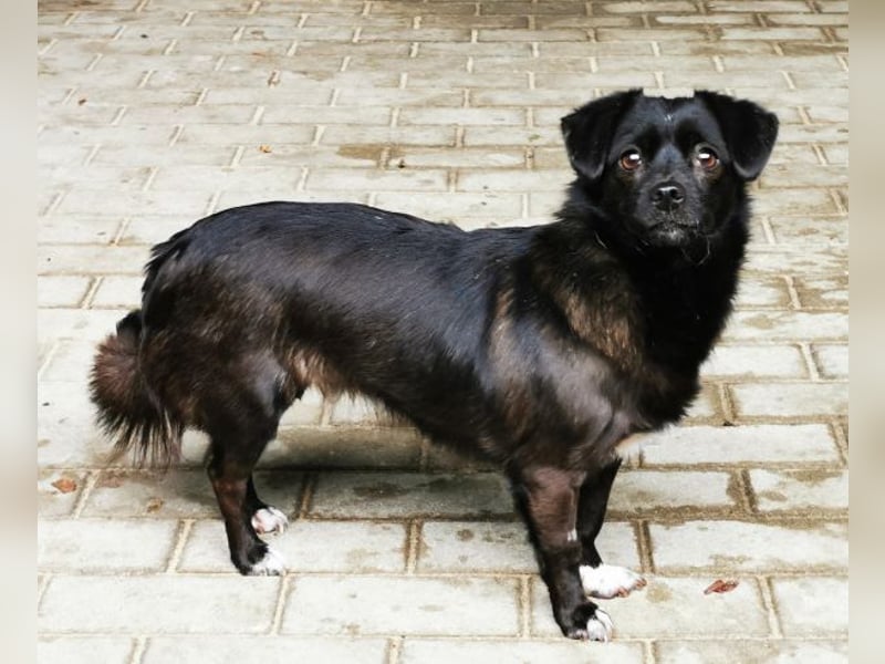 Bella, Chihuahua Mischling, geb. 2022, schüchterne Hündin sucht Menschen mit Geduld
