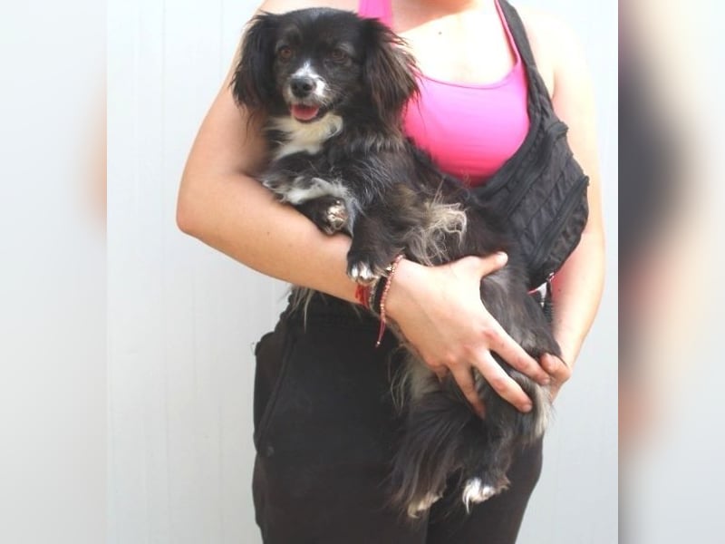 Abby, Chihuahua-Dackelmischling, geb. 2023, kleine freundliche Hundedame sucht Zuhause