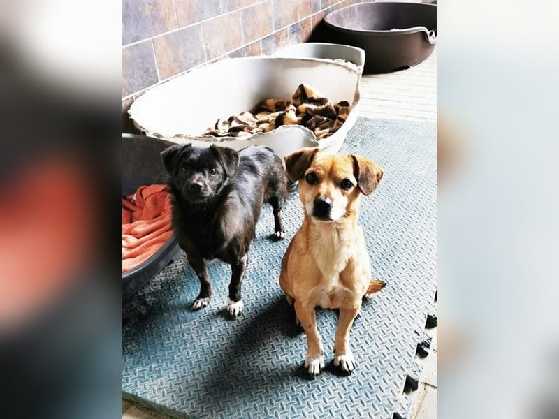 Bella, Chihuahua Mischling, geb. 2022, schüchterne Hündin sucht Menschen mit Geduld