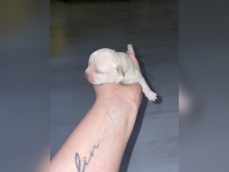 Chihuahua mix