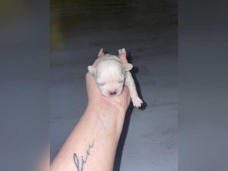 Chihuahua mix