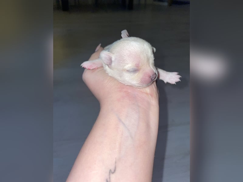 Chihuahua mix
