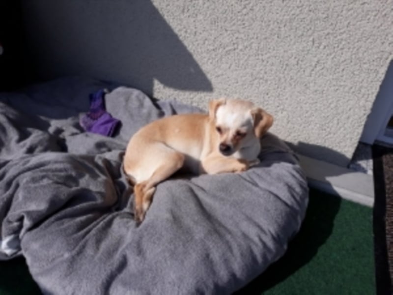 Chihuahua Mischlings Hündin Vainilla