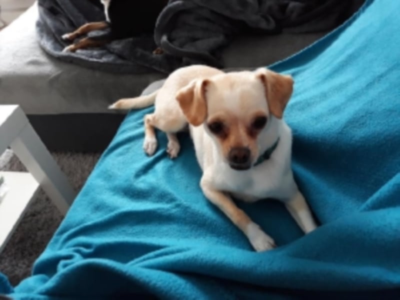 Chihuahua Mischlings Hündin Vainilla