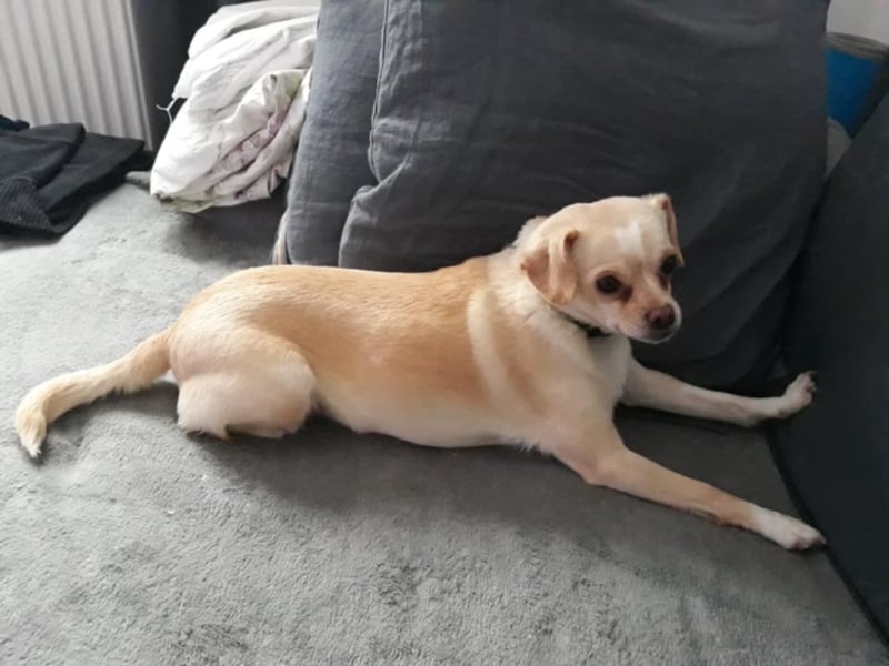Chihuahua Mischlings Hündin Vainilla