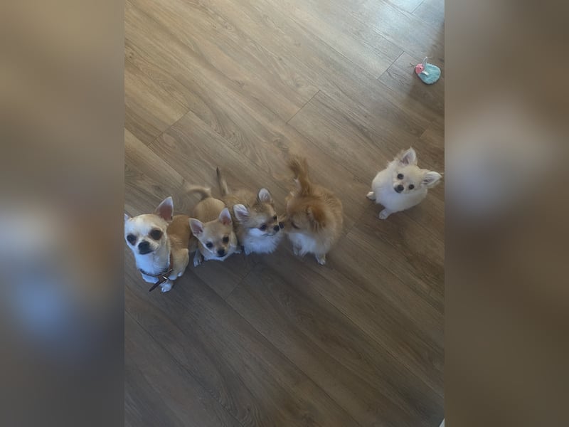 Pomchi Welpe 4 monate alt