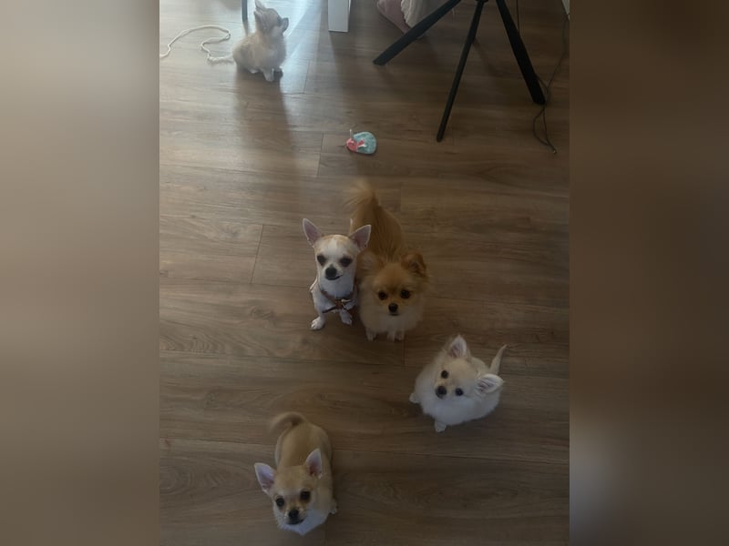 Pomchi Welpe 4 monate alt