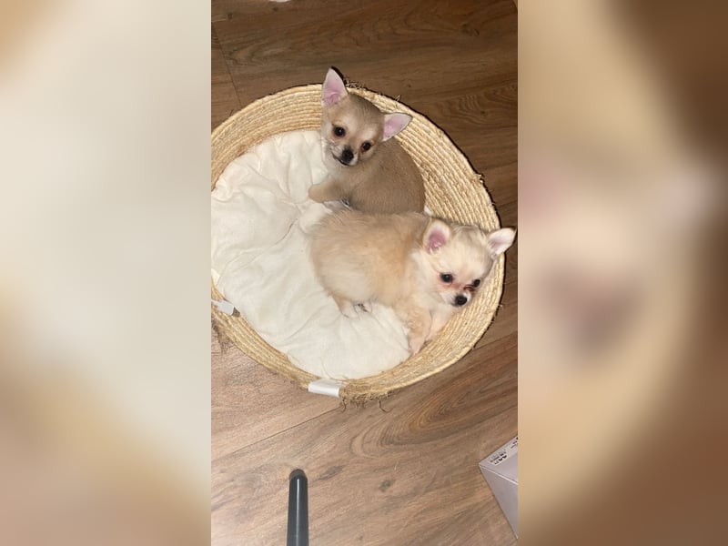 Pomchi Welpe 4 monate alt