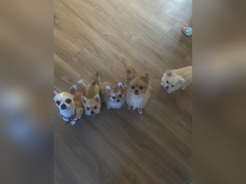 Pomchi Welpe 4 monate alt
