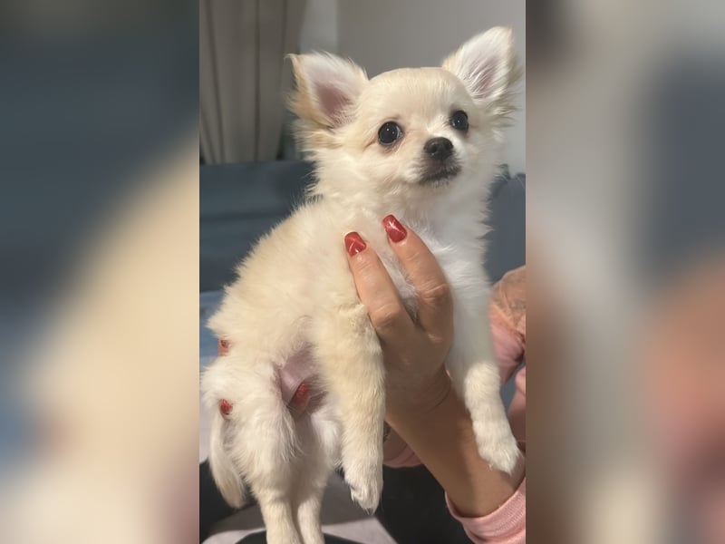 Pomchi Welpe 4 monate alt