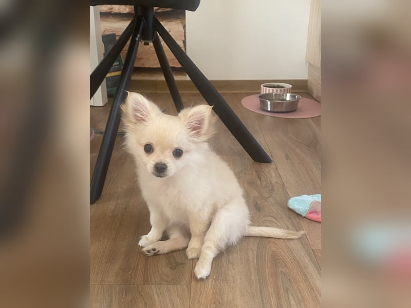 Pomchi Welpe 4 monate alt