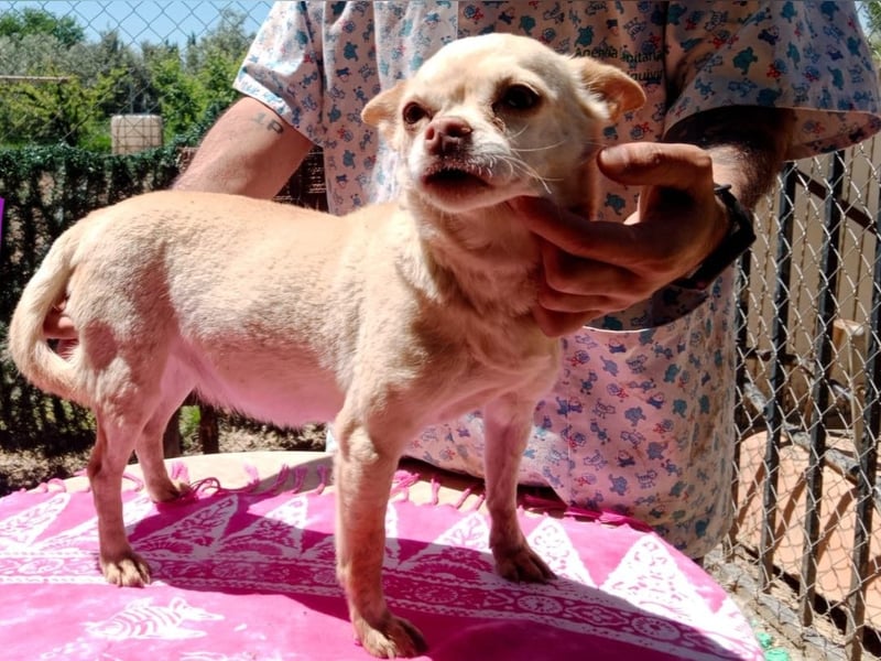 Kenya1 02/2017 (ESP) - sehr liebevolle, kleine Chihuahua Dame!