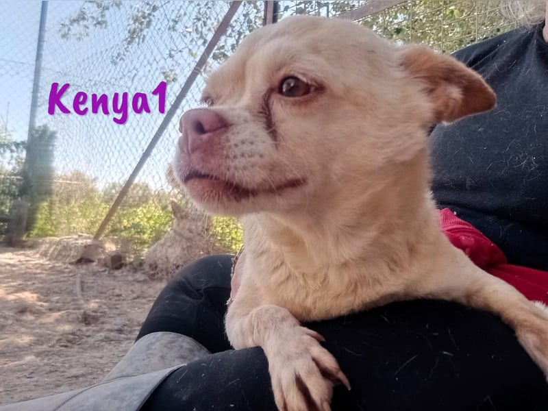 Kenya1 02/2017 (ESP) - sehr liebevolle, kleine Chihuahua Dame!