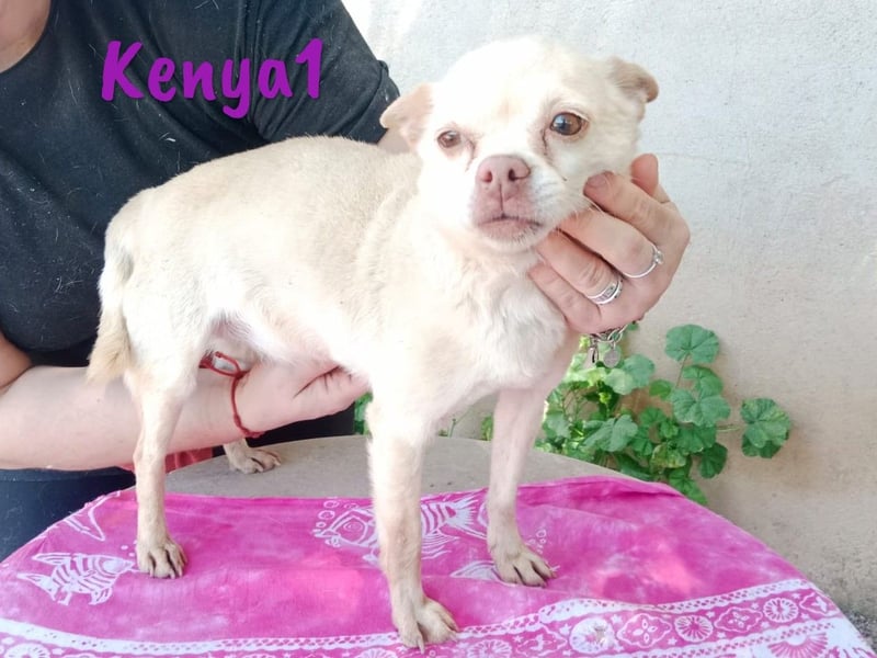Kenya1 02/2017 (ESP) - sehr liebevolle, kleine Chihuahua Dame!