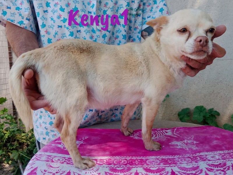 Kenya1 02/2017 (ESP) - sehr liebevolle, kleine Chihuahua Dame!