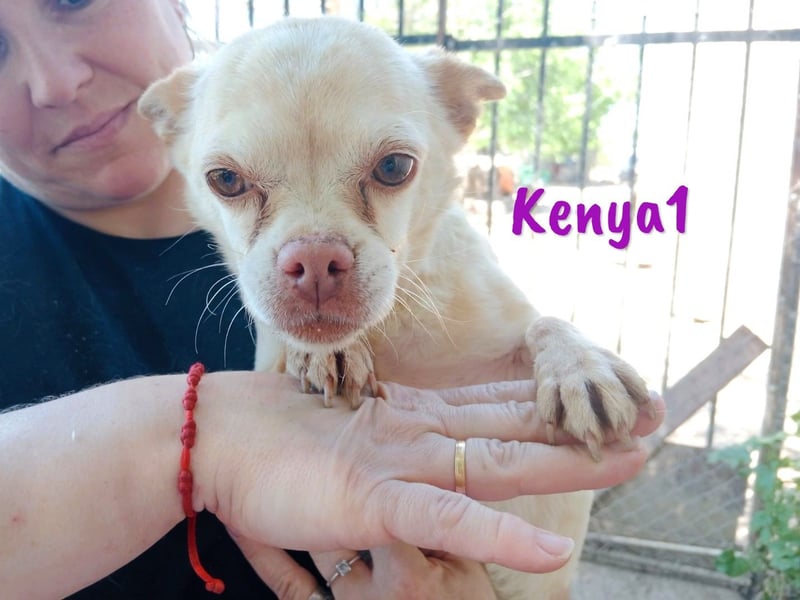Kenya1 02/2017 (ESP) - sehr liebevolle, kleine Chihuahua Dame!
