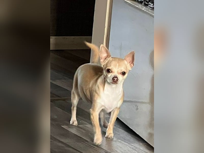 Chihuahua