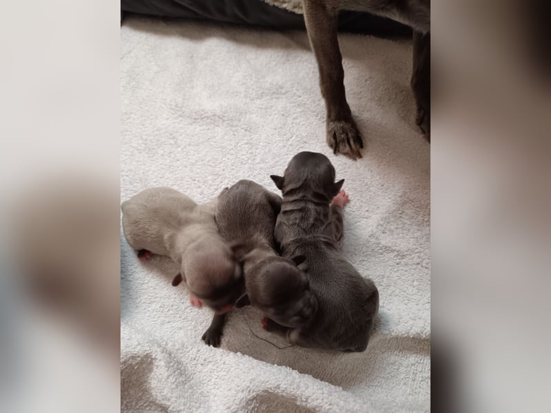 Chihuahua Welpen