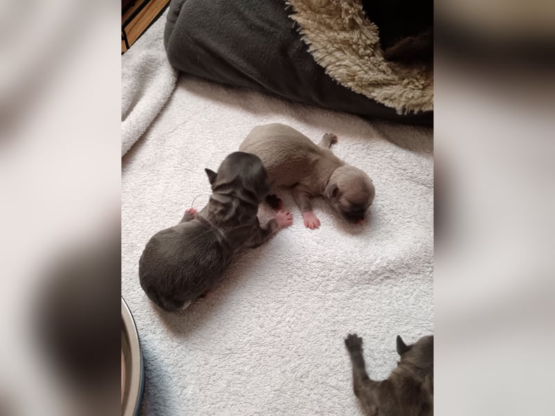 Chihuahua Welpen