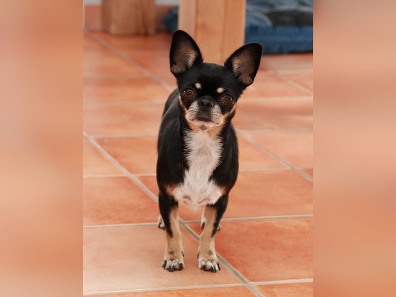 Chihuahua Hündinen