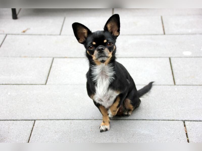 Chihuahua Hündinen