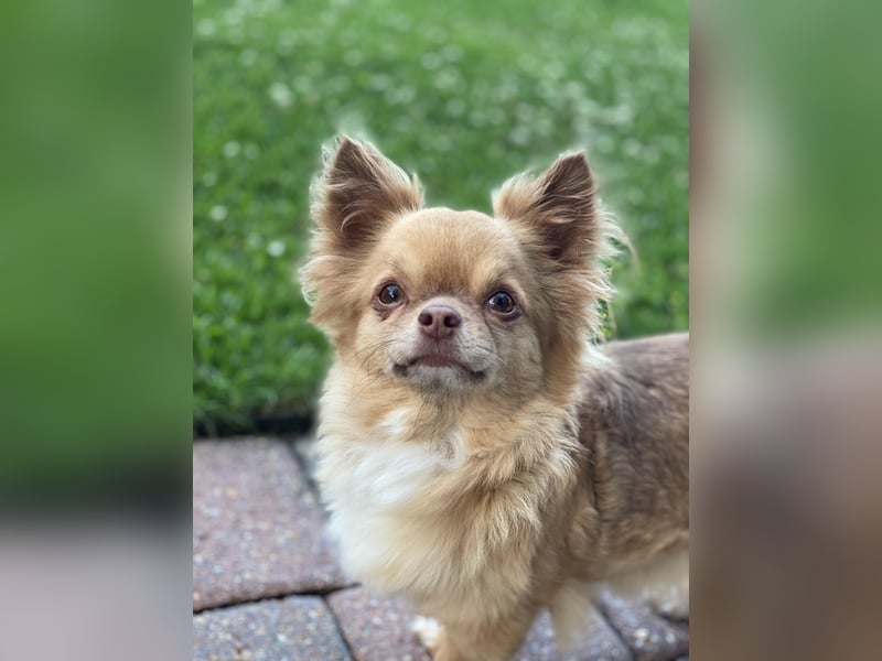 Chihuahua Hündinen