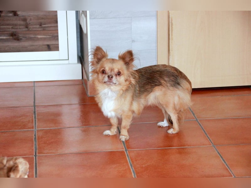 Chihuahua Hündinen