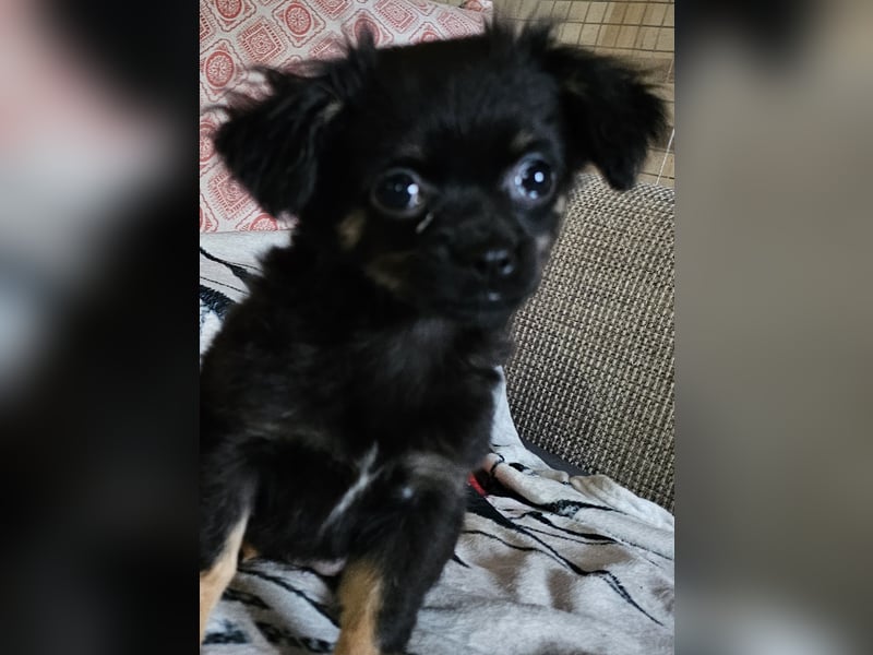 Reinrassige,Rassetypische Chihuahua-Hündin abzugeben