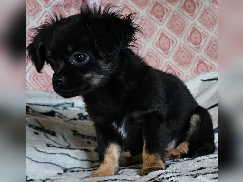 Reinrassige,Rassetypische Chihuahua-Hündin abzugeben