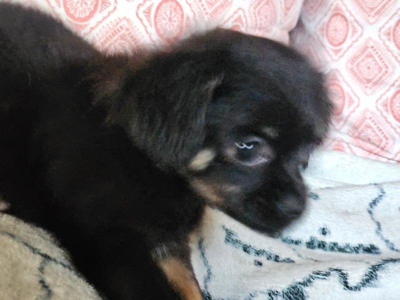 Reinrassige,Rassetypische Chihuahua-Hündin abzugeben