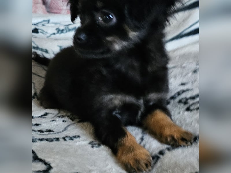 Reinrassige,Rassetypische Chihuahua-Hündin abzugeben