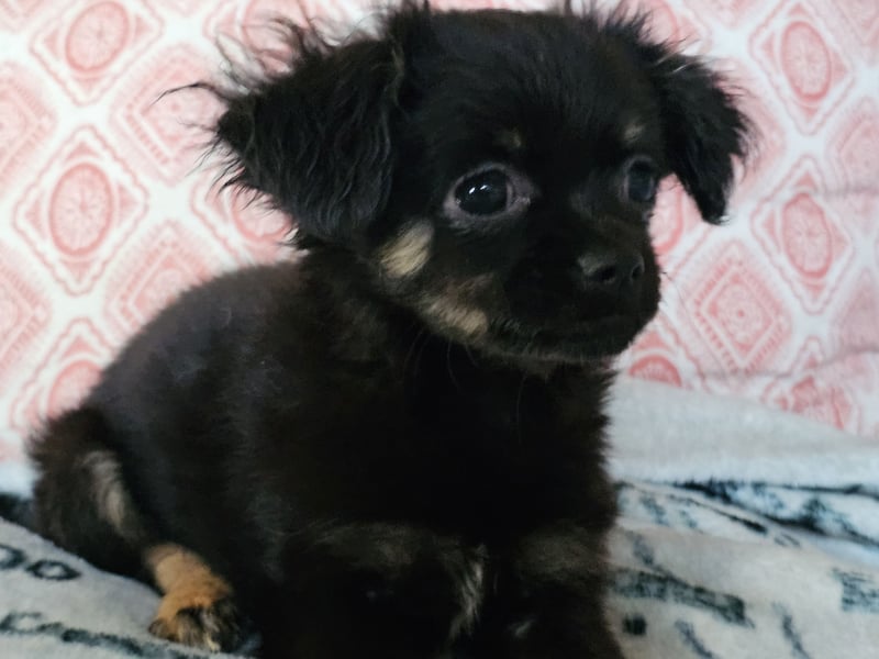 Reinrassige,Rassetypische Chihuahua-Hündin abzugeben