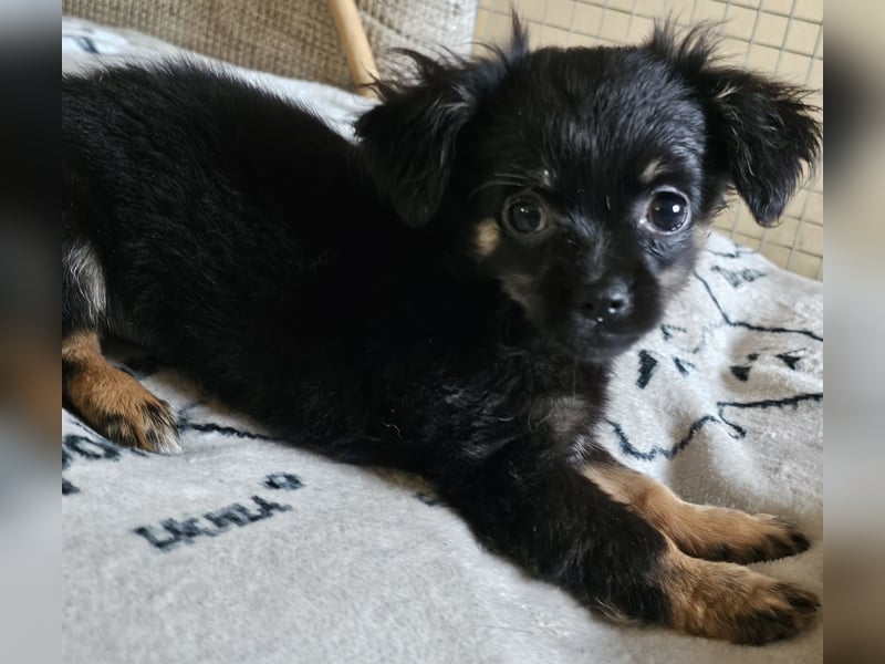Reinrassige,Rassetypische Chihuahua-Hündin abzugeben