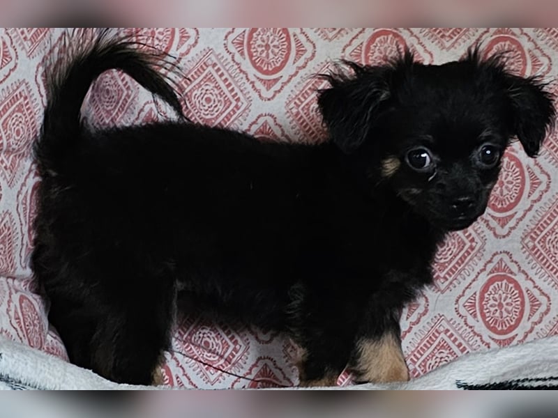 Reinrassige,Rassetypische Chihuahua-Hündin abzugeben