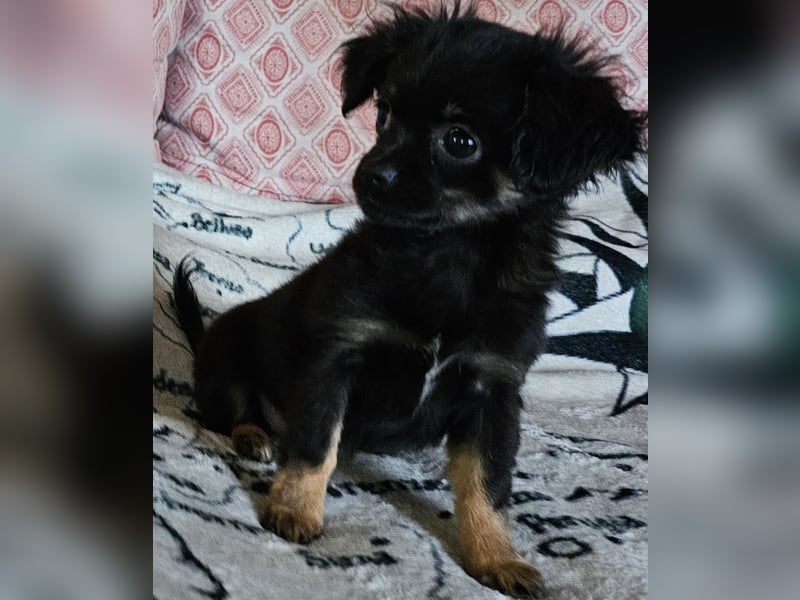 Reinrassige,Rassetypische Chihuahua-Hündin abzugeben