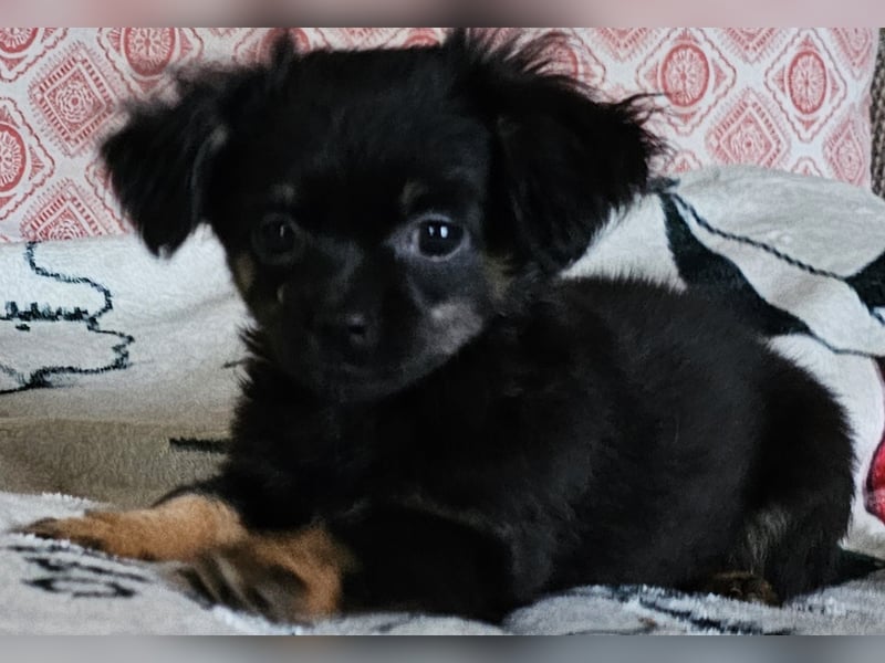 Reinrassige,Rassetypische Chihuahua-Hündin abzugeben